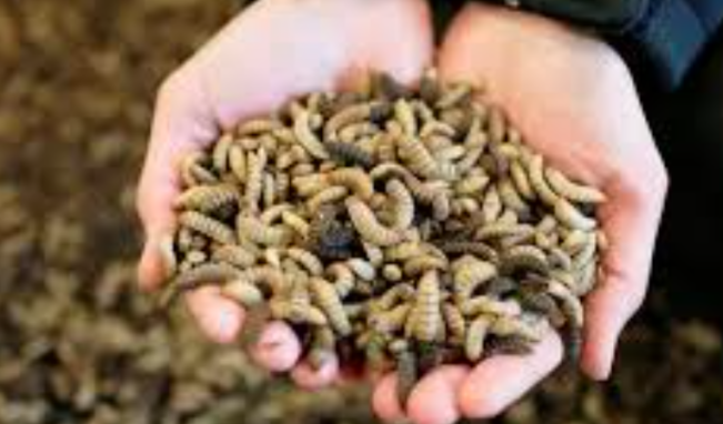 Menghasilkan Cuan Berlimpah dari Bisnis Maggot, Mau Coba?